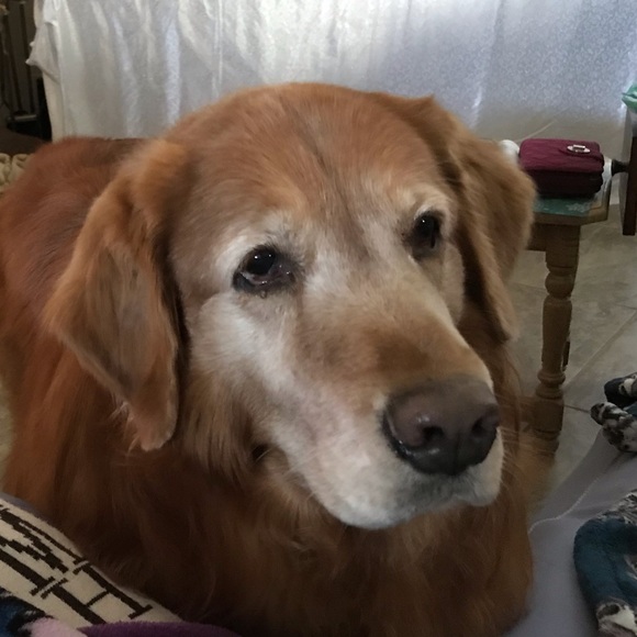 Meet your Posher Athena Rose - Picture 12 of 16